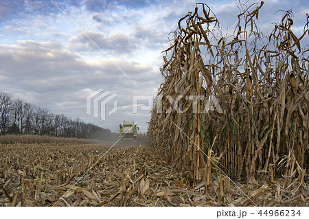 harvesting of corn 44966234
