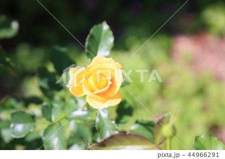 秋バラ　ゴールデンボーダーの花 44966291