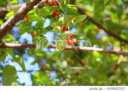 サンシュユの実 サンシュユの実 44966292