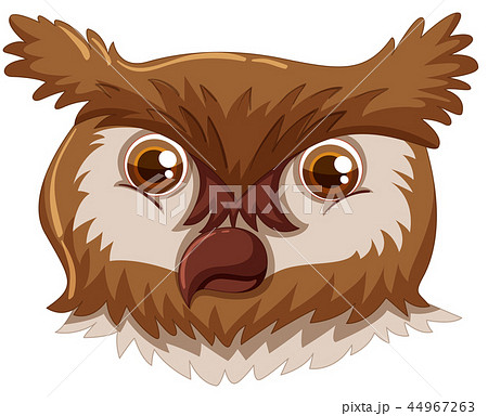 An owl face on white background An owl face on white background 44967263