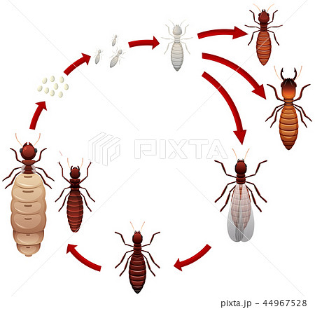 A Termite Life Cycle Stock Illustration