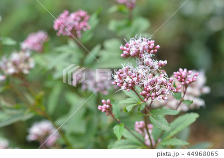 フジバカマ フジバカマ 44968065