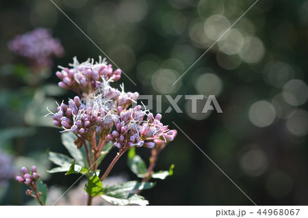 フジバカマ フジバカマ 44968067