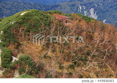 南アルプス塩見岳山頂への道　塩見小屋とダケカンバ 44968083