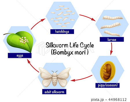 silk worm clip art