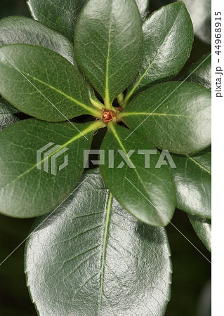 自然　植物　シャリンバイ、葉です。枝先につく葉が車輪のスポークの様で、花が梅の花似なので車輪梅 44968915