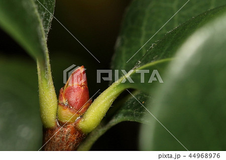 自然 植物 シャリンバイ、十月半ばですが立派な冬芽が・・・。ずいぶん準備が早いようです 自然 植物 シャリンバイ、十月半ばですが立派な冬芽が・・・。ずいぶん準備が早いようです 44968976