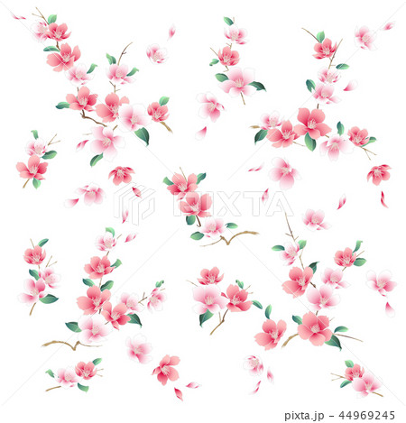 日本的な桜 44969245