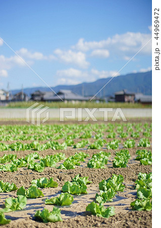 農村風景 レタス畑 農村風景 レタス畑 44969472