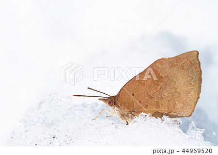 ムラサキシジミ(メス)と雪 ムラサキシジミ(メス)と雪 44969520