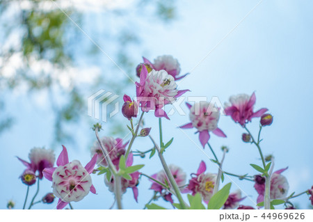 Purple Aquilegia flower on natural background, close up, unique angle from below Purple Aquilegia flower on natural background, close up, unique angle from below 44969626
