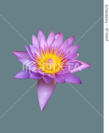 Open lotus flower Open lotus flower 44969628