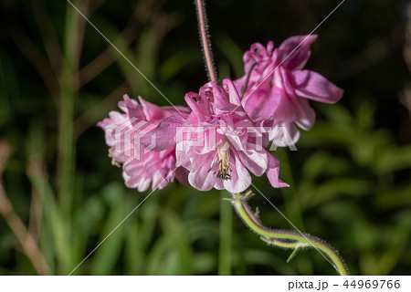 Purple Aquilegia flower on natural background, close up 44969766