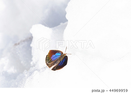 ムラサキシジミ（メス）と雪 44969959