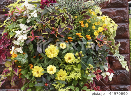 フラワーバスケット コンクール 14 フラワーバスケット コンクール 14 44970690