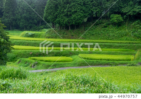 雨天の棚田　滋賀県高島市畑地区 44970757