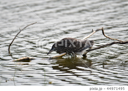 ゴイサギ 五位鷺 ごいさぎ 44971495