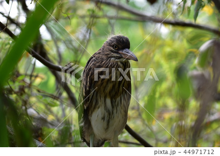 ゴイサギ 五位鷺 ごいさぎ 44971712