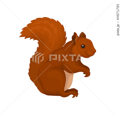 Red Squirrel Wild Forest Rodent Animal Vector のイラスト素材