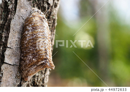 ハラビロカマキリの卵 ハラビロカマキリの卵 44972633