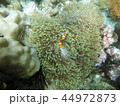 Nemo 44972873