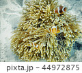Nemo 44972875