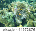 Nemo 44972876