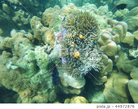 Nemo Nemo 44972876