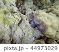 Moray eel, Moray 44973029