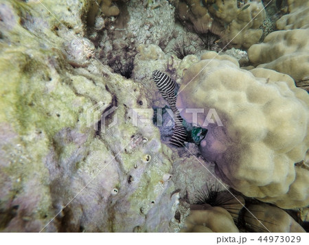 Moray eel, Moray 44973029