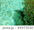 eel 44973030