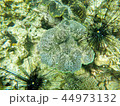 under the sea 44973132