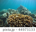 under the sea 44973133