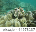 under the sea 44973137