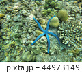 under the sea 44973149