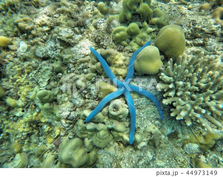 under the sea under the sea 44973149