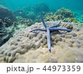 ปลาดาวยกแขน 44973359