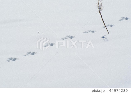 雪原の足跡２ 44974289