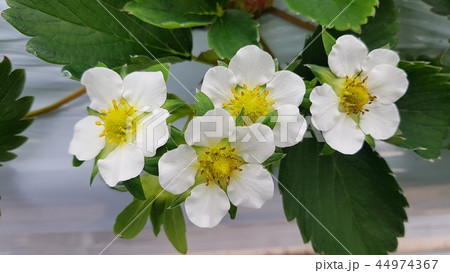 イチゴの花 イチゴ 純白 44974367
