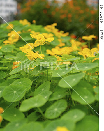 キンレンカの花 44976444