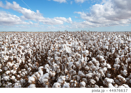 Cotton Crop 44976637