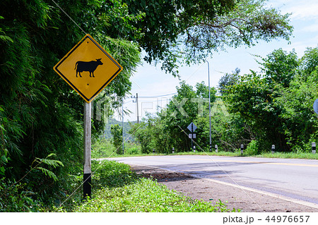 Warning signs of animals (cow) in the countryside Warning signs of animals (cow) in the countryside 44976657