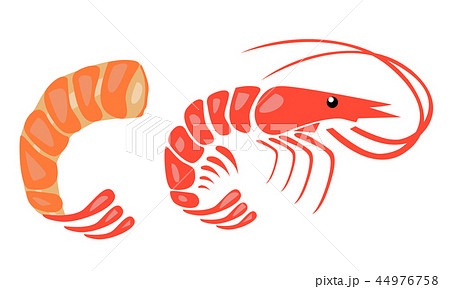 Shrimp vector illustration 44976758