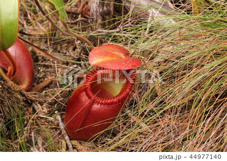 ウツボカズラ ウツボカズラ 44977140