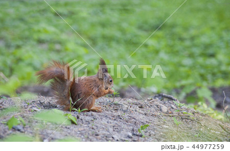 Eurasian red squirrel in forest eating nut Eurasian red squirrel in forest eating nut 44977259