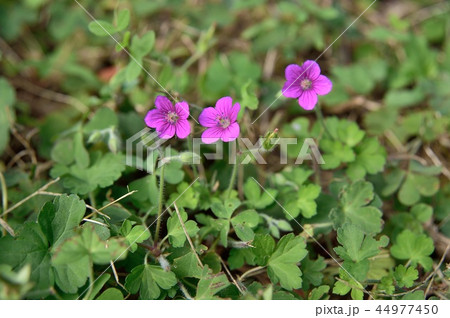 ゲンノショウコの花 赤花 44977450
