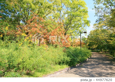 秋の公園 柿の木黄葉 秋の公園 柿の木黄葉 44977620