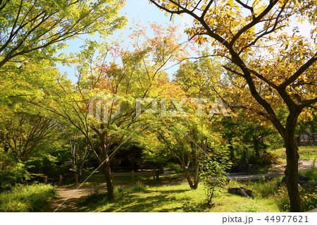 秋の公園 色づくイロハモミジ 秋の公園 色づくイロハモミジ 44977621