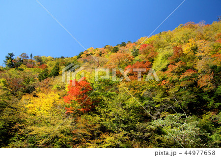 坂州木頭川の紅葉 坂州木頭川の紅葉 44977658