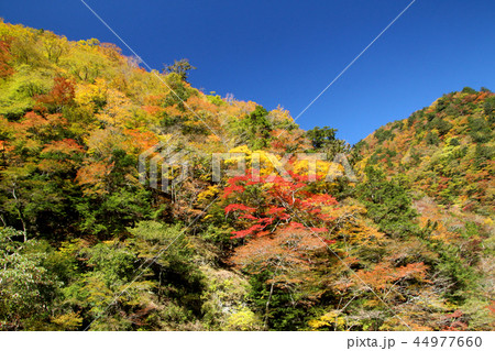 坂州木頭川の紅葉 坂州木頭川の紅葉 44977660